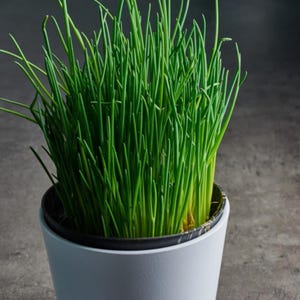May include: A close-up of a white ceramic pot filled with vibrant green chives. The chives are densely packed, with long, slender leaves. The pot has a simple, modern design, and the background is a neutral gray.