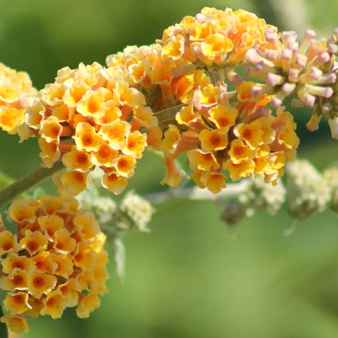 Buddleja Fragrant Honeycomb Buddleia Butterfly Bush Fragrant Blooms, Drought Tolerant ...