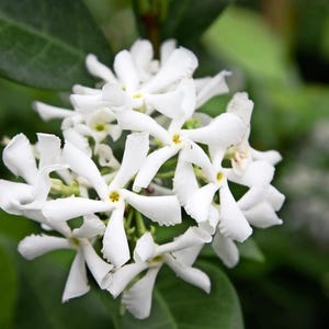 May include: A cluster of white star-shaped flowers with yellow centers. The flowers are in bloom and have a delicate, fragrant scent.