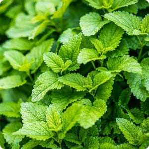 May include: Close-up of vibrant green lemon balm leaves. The leaves have a textured surface and a slightly serrated edge. The image highlights the fresh, bright green color and the detailed veining of the leaves. The plant is a popular herb used in cooking and herbal remedies.