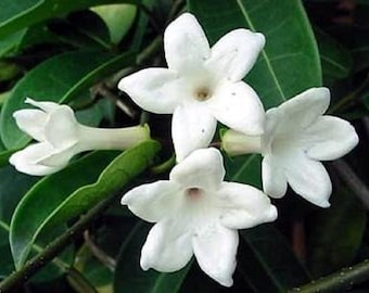 Stephanotis Floribunda Bridal Wreath Jasmine - Madagascar Jasmine - Fragrant White Flowers,  Live Plant, Vining plant