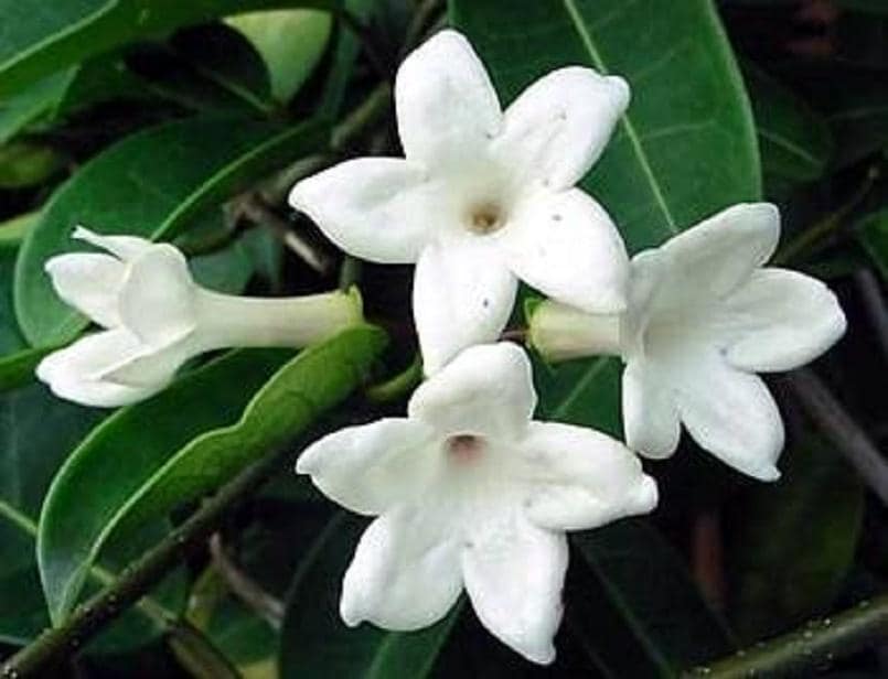 Stephanotis Floribunda Bridal Wreath Jasmine - Madagascar Jasmine