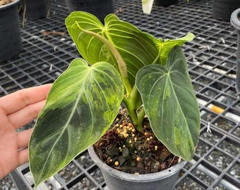 May include: A potted Philodendron gloriosum plant with large, heart-shaped leaves. The leaves are a deep green with prominent white veins and lighter green variegation. The plant is in a black plastic pot, ready for display.