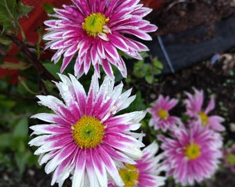 Garden Mum - Chrysanthemum - Hardy mums -Live Plant  - Saba - 1 live plant 4" pot Cut back & Ready For Next Season