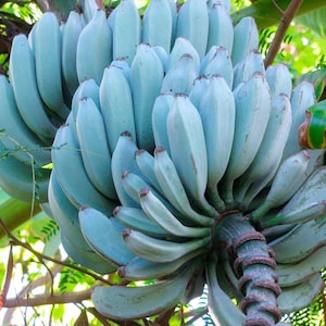 May include: A large bunch of blue java bananas, also known as ice cream bananas, hanging from a tree branch. The bananas have a pale blue hue and a slightly curved shape. The image is a close-up shot, highlighting the texture and color of the fruit.