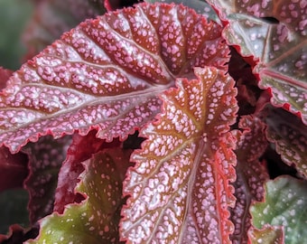 Live Plant Begonia Maculata Pink Spot 3.25'' Pot - Starter Plant - No Pot Included - , Easy Care Indoor Plant, Perfect for Low Light Areas