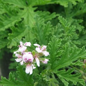 May include: Close-up of a plant with vibrant green, textured leaves and delicate white flowers with pink and purple markings. The flowers are clustered together, contrasting with the lush foliage.