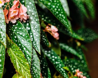 Begonia Maculata White Spot 3'' Pot - Starter Plant