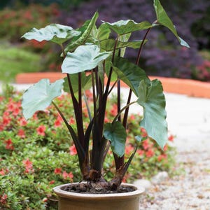 May include: A potted elephant ear plant with large, heart-shaped leaves in shades of green and silver. The plant has dark burgundy stems and is in a light brown ceramic pot. The background features a garden with red flowers and green foliage.