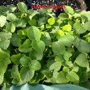 May include: Close-up of a cluster of green plants with textured, oval-shaped leaves. The leaves have a slightly serrated edge. The text "Farmer Joe Plants" is visible in the upper center of the image. The plants are in a container.