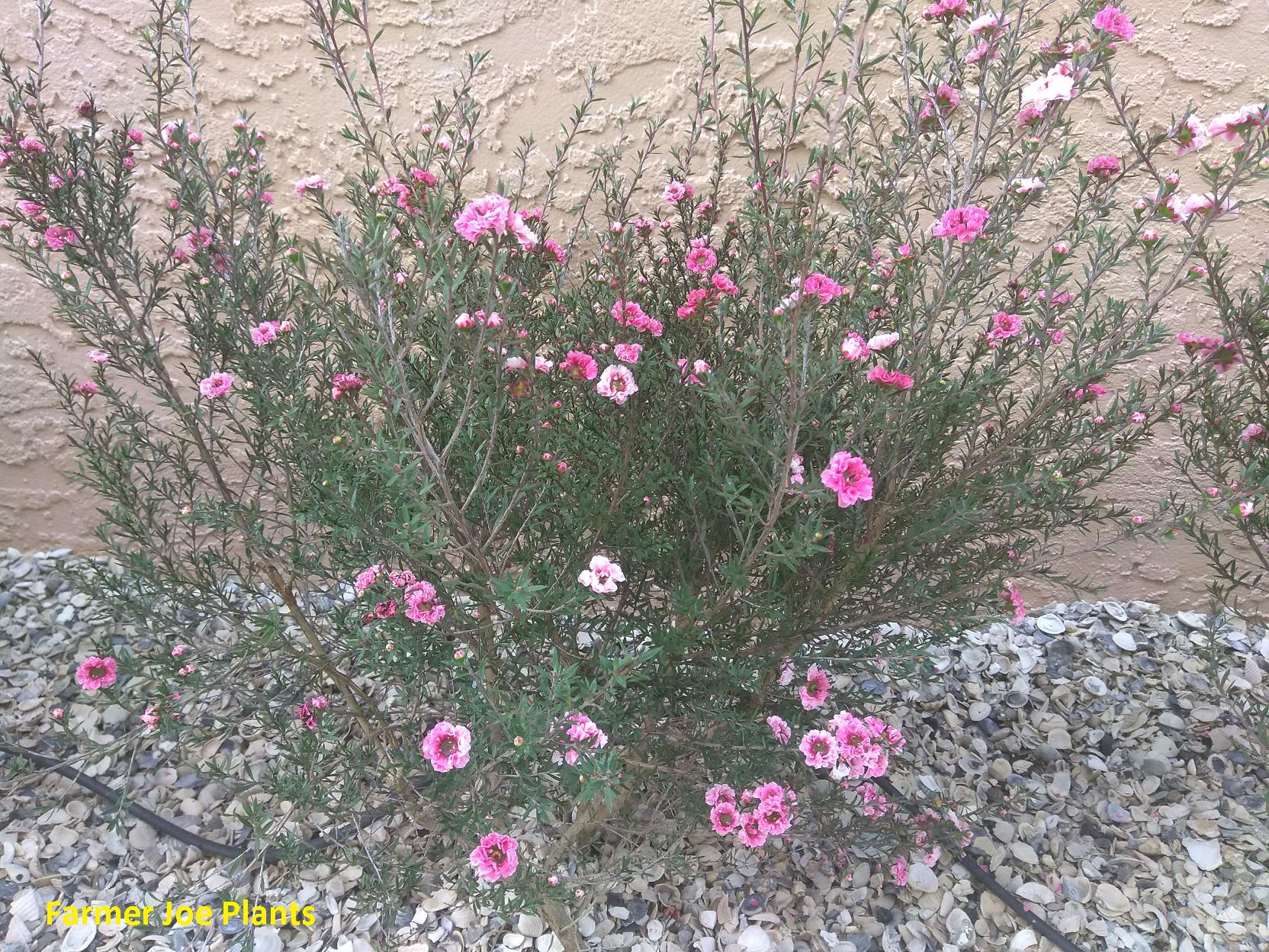 Hro Tree Manuka Tea Tree - Health Benefits - 4