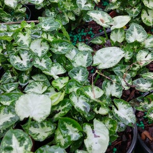 May include: Overhead view of multiple potted plants with green and white variegated leaves. The plants are in black plastic pots, and some have green fertilizer pellets on the soil. The leaves have a heart shape.