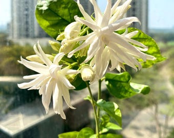 May include: Close-up of jasmine flowers with multiple white petals and green leaves. The flowers are in full bloom, with some buds visible. The plant is in front of a window with a blurred background of buildings and greenery.