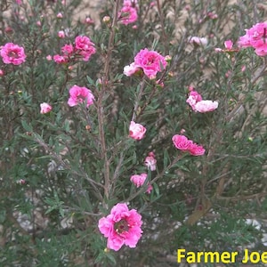 May include: A close-up of a flowering bush with vibrant pink blossoms. The flowers have multiple layers of petals and are surrounded by small green leaves. The text "Farmer Joe Plants" is visible in the bottom right corner.