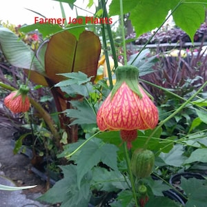 May include: A close-up of a vibrant orange and red flower with a bell-like shape, featuring intricate veining patterns. The flower hangs from a green stem, surrounded by lush green foliage. The text "Farmer Joe Plants" is visible.