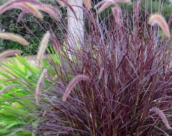 Purple Fountain Grass -3&quot; Starter Live Plant Elegant Purple Plumes, Low Maintenance, Ideal for Gardens&Landscapes, hips Cut Back Ship No Pot