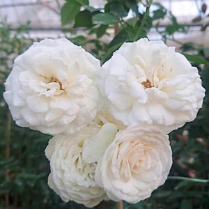 Prosperity Climbing Rose - Starter Plant in 4 Inch Pot - Ships Without Pot for Easy Planting