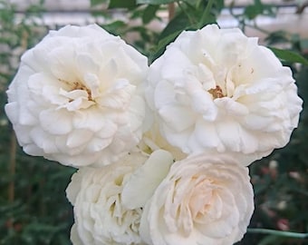 Prosperity Climbing Rose - Starter Plant in 4 Inch Pot - Ships Without Pot for Easy Planting