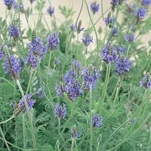 May include: Close-up of lavender plants with vibrant purple flowers and green foliage. The image showcases the delicate structure of the blooms and the lushness of the leaves, creating a visually appealing display of nature's beauty.