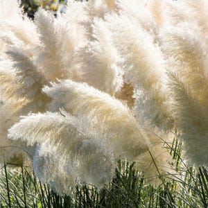 May include: Close-up of fluffy, cream-colored pampas grass plumes. The feathery plumes are illuminated by sunlight, creating a soft, textured appearance. Green grass blades are visible at the base of the plumes, providing contrast. The image captures the natural beauty of ornamental grasses.