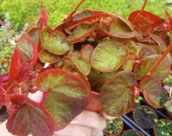 Begonia - Trailing Manaus 4" Pot Live Starter Plant, Rare Tropical Beauty, Shade Loving, Unique, Ship No Pot HARD To Find