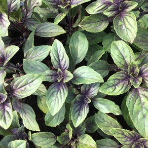 May include: Close-up of purple basil leaves. The leaves are a mix of green and purple, with prominent veining. The image shows the plant's leaves in detail, highlighting their texture and color variations. The basil is a fresh, vibrant green with purple accents.
