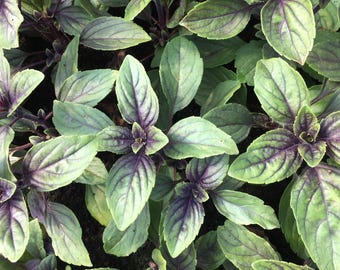 African Blue Basil Starter Plant 4" - No Pot - Edible Herb - Aromatic Flavor - Organic, Easy to Grow - Perfect for Cooking