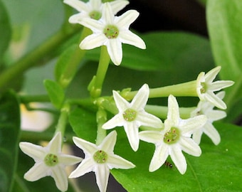 Night Blooming Jasmine 4" Pot, Starter Live Plant Fragrant Evening Blooms, Easy Care Indoor/Outdoor Plant