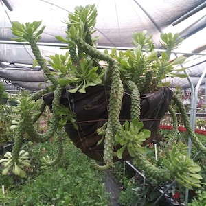 May include: A hanging basket filled with a lush, green plant, featuring long, segmented stems and vibrant green leaves. The plant is suspended in a greenhouse setting, surrounded by other plants and greenery.