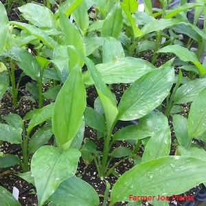 May include: A close-up shot of turmeric plants with vibrant green leaves. The plants are in small pots, arranged in a tray. The leaves have a slightly textured surface and are covered in water droplets. The text "Farmer Joe Plants" is visible in the bottom right corner.