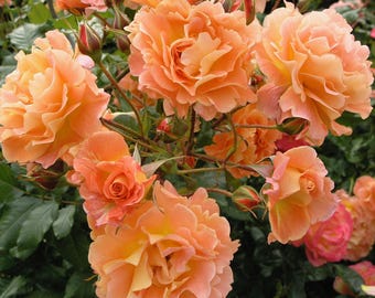 Climbing Westerland Rose Starter Plant - 4 Inch Pot Size - Ships Without Pot, Beautiful Climbing Rose for Garden Trellis