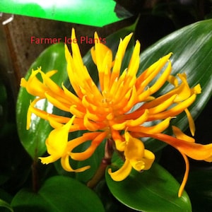 May include: Close-up of a vibrant yellow and orange flower with long, slender petals. The flower is surrounded by glossy green leaves. The text "Farmer Joe Plants" is visible in the image.