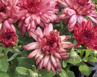 Garden Mum - Chrysanthemum - Hardy mums -Live Plant - Strawberry Ice - 1 live plant 4" pot Cut back & Ready For Next Season