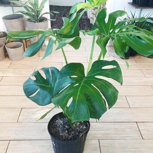 May include: A potted Monstera deliciosa plant with large, vibrant green leaves. The leaves have distinctive splits and holes, characteristic of the species. The plant is in a black plastic pot, set against a light-colored wooden floor.