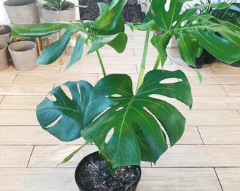Philodendron Monstera Deliciosa - Swiss Cheese Plant, Large Tropical Leaf, Easy Care, Air Purifying, Ship No Pot, Live Houseplant