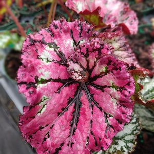 Begonia - SL Jubilation 3.25" Pot - 1 Live Starter Plant