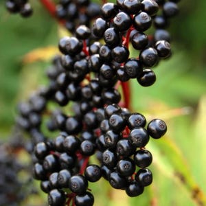 May include: Close-up of a cluster of ripe, dark purple elderberries. The berries are round and glossy, attached to red stems, with a blurred green background. The image highlights the natural texture and color of the fruit.