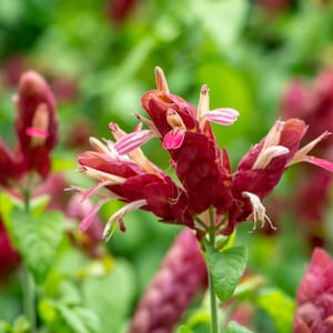 May include: Close-up of a red and pink shrimp plant flower with green leaves. The flower has a unique shape with multiple bracts and small, delicate petals. The background is blurred, creating a focus on the vibrant flower.