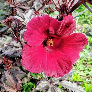 May include: A vibrant, close-up of a deep red hibiscus flower in full bloom. The flower's petals are textured and ruffled, with a prominent yellow stamen. The background features dark burgundy leaves and stems, with hints of green foliage.
