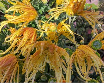 Garden Mum - Chrysanthemum - Hardy mums - Live Plant - Golden Splendor - 1 live plant 4" pot Cut back & Ready For Next Season