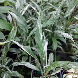 May include: A close-up of several potted plants with long, variegated green and white leaves. The leaves have a striking pattern of white streaks and patches against a dark green background. The plants are in black pots.