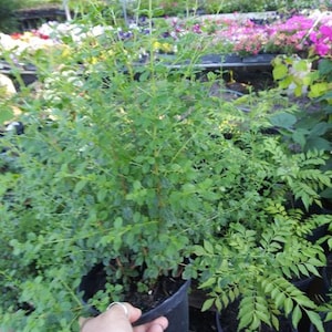 May include: A lush green plant with small leaves and thin stems in a black plastic pot. The plant is surrounded by other plants and flowers in a nursery setting. A hand is holding the pot.