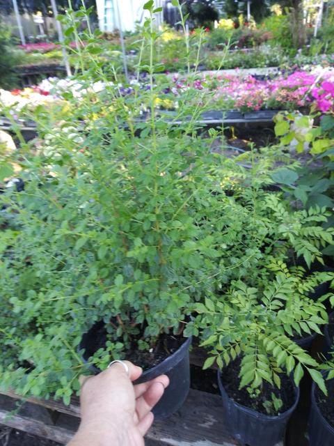 Mexican Oregano - 4" Pot Live Starter Plant Aromatic Herb Plants, Culinary Uses, Drought Tolerant, Easy to Grow, Ship No Pot