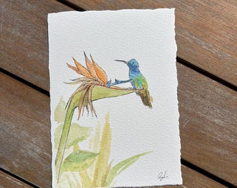 Bird of Paradise - Hummingbird - California - Handmade Watercolor Wall Art Print