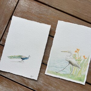May include: Two watercolor paintings on textured paper. One depicts a peacock with blue and green plumage. The other shows a white heron near water and orange flowers. Both are signed in the lower right corner.
