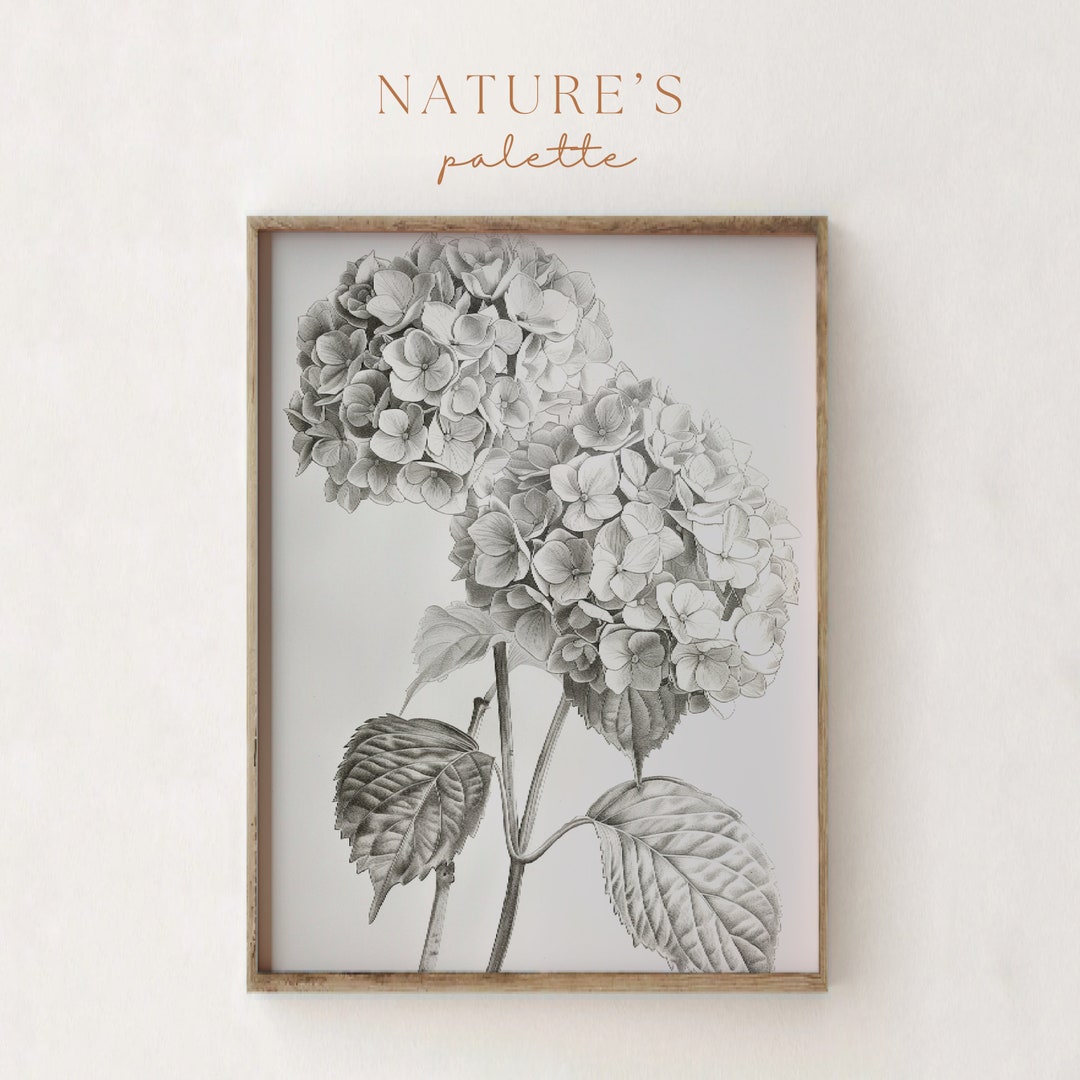 Digital File Instant Download Printable Hydrangeas Sketch - Farmhouse ...