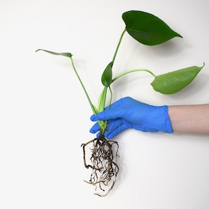 Monstera Deliciosa Swiss Cheese House Plant Rooted Baby House Indoor Plant Monstera Cuttings