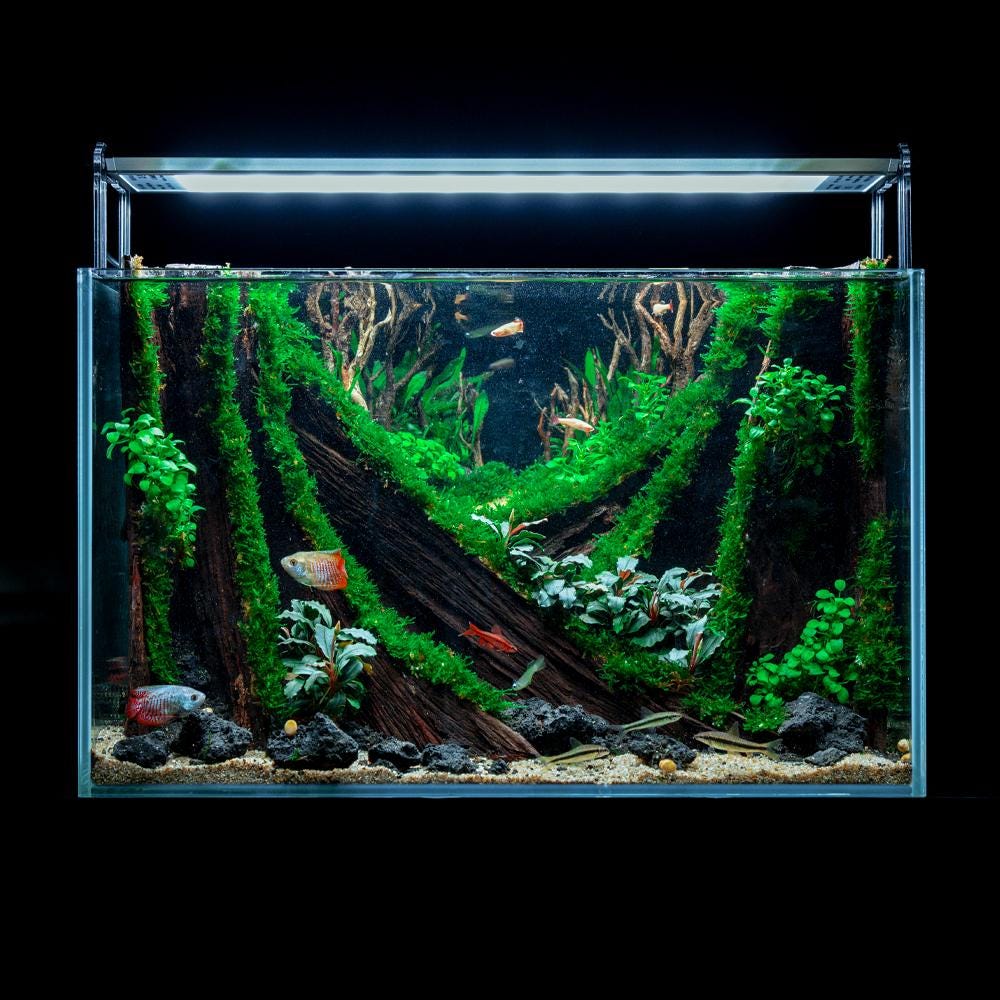 Unique Fish Aquarium Decoration, Premade Aquascape,mystic Minigrove ...