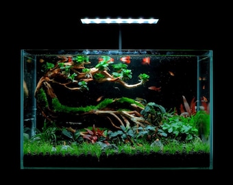May include: A planted freshwater aquarium with a large, moss-covered driftwood branch, green and red plants, and several small orange fish swimming. The tank is lit by a long, white LED light fixture.