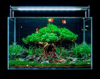 Aquarium Bonsai Tree in Fish Tank, Betta Fish Decoration Ideas